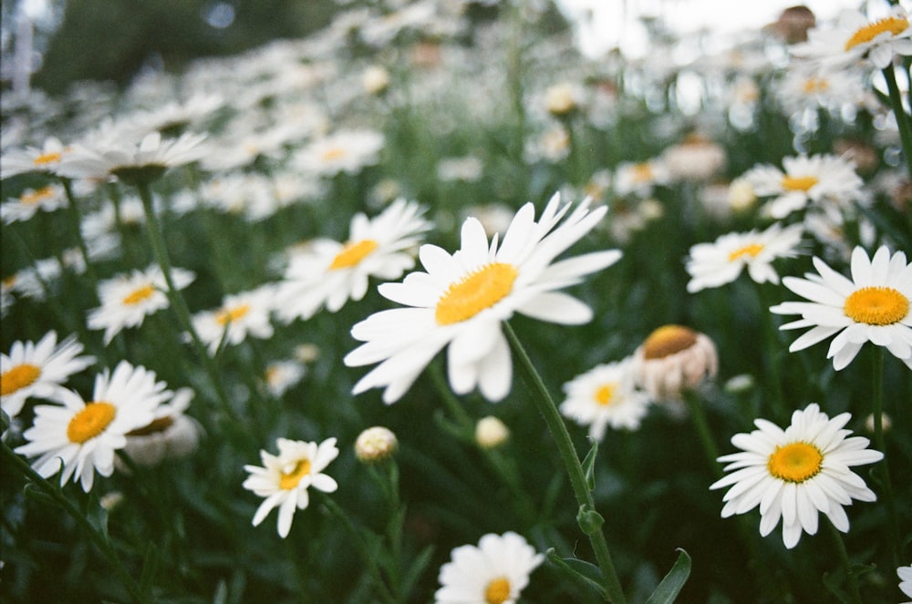 selective focus photography of white-and-yellow daisy field