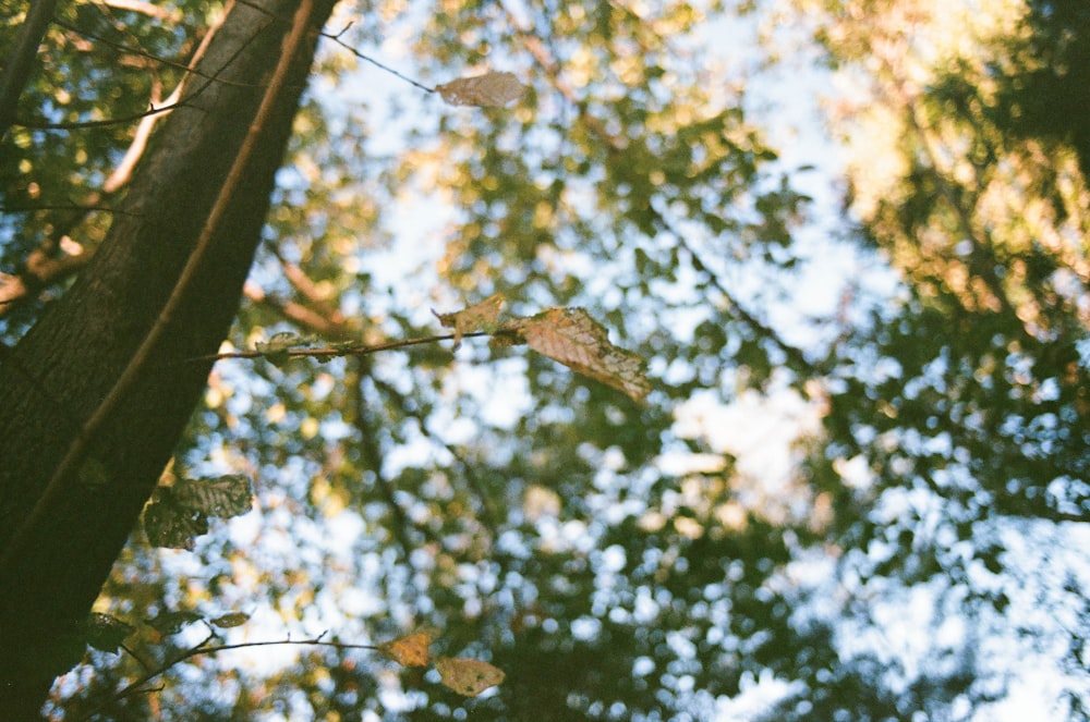 the leaves of a tree are falling from the branches