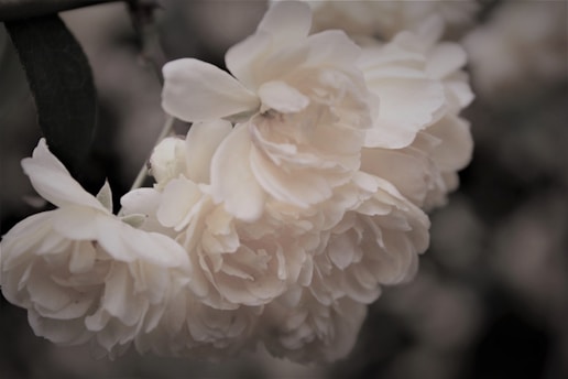 A cluster of soft, white roses with delicate petals is prominently featured. The flowers are in full bloom, showing intricate layered petals. The background is blurred, highlighting the roses in the foreground.