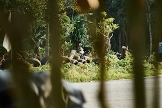 A lush, green forest area with various plant life including tall trees and shrubs. Several tires are scattered around, some stacked on top of each other. A paved road is visible in the foreground, and the image is partially obscured by vertical green plant stems or branches in the foreground.