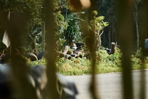 A lush, green forest area with various plant life including tall trees and shrubs. Several tires are scattered around, some stacked on top of each other. A paved road is visible in the foreground, and the image is partially obscured by vertical green plant stems or branches in the foreground.