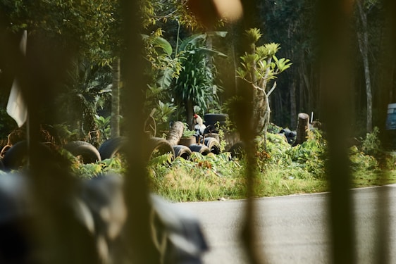 A lush, green forest area with various plant life including tall trees and shrubs. Several tires are scattered around, some stacked on top of each other. A paved road is visible in the foreground, and the image is partially obscured by vertical green plant stems or branches in the foreground.