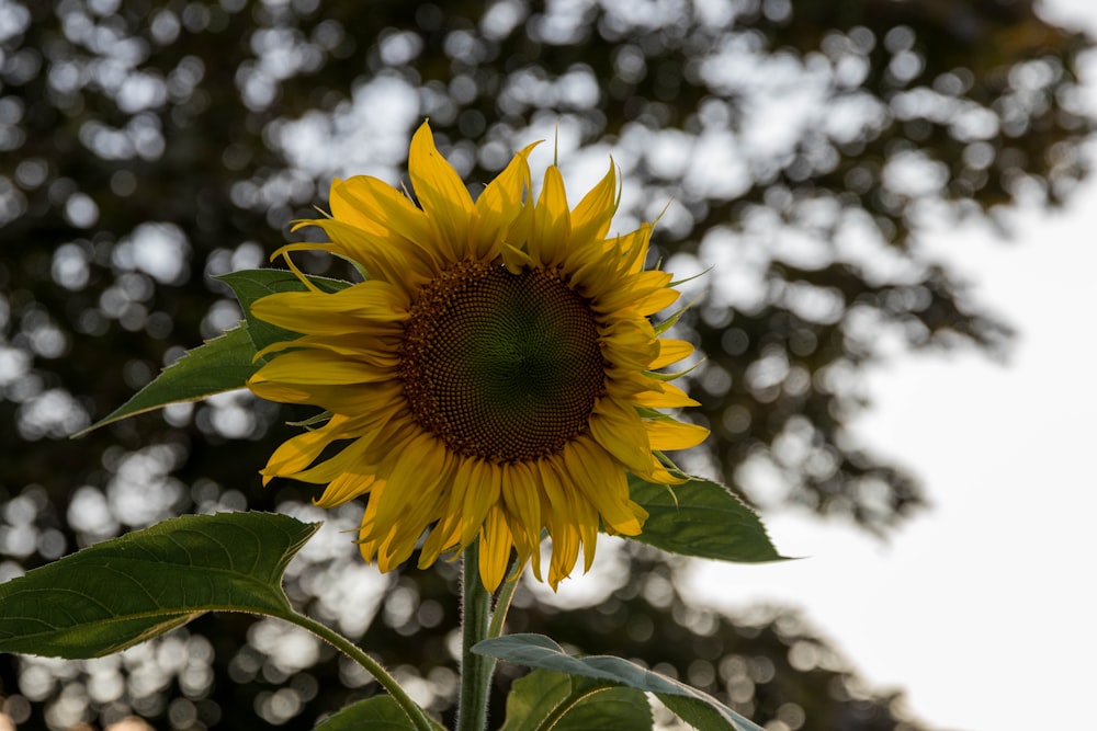 sunflower