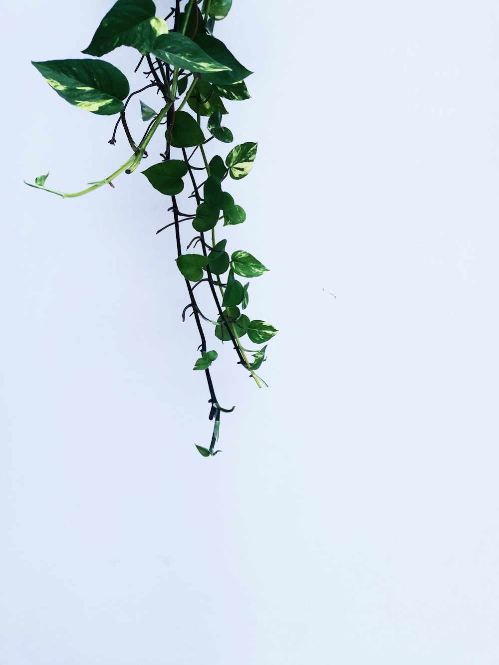 green leafed plants