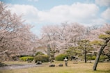 A serene Japanese garden with cherry blossoms in bloom.