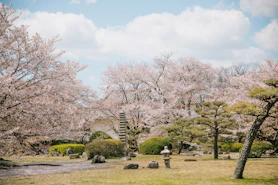 A serene temple garden in Kyoto during cherry blossom season at dawn.