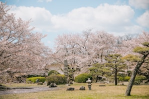A serene Japanese garden with cherry blossoms in full bloom.