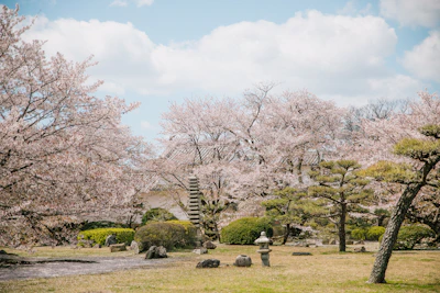 A serene garden with blooming cherry blossoms under a bright blue sky.