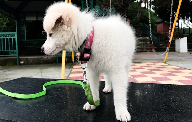 A fluffy white puppy with a pink and black collar is standing on a black surface, with a green leash attached. The background features playground equipment, including a swing set and a structure with a checkered floor pattern.