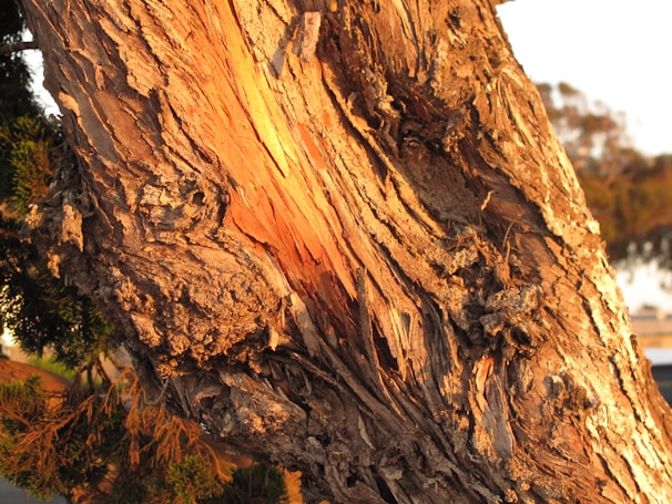 Close-up of Terminalia Arjuna bark with natural texture in soft daylight