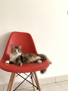 Luda lounging on a sleek Scandinavian chair, tail curled with effortless grace.