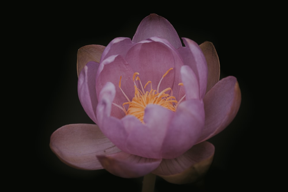 pink petaled flower