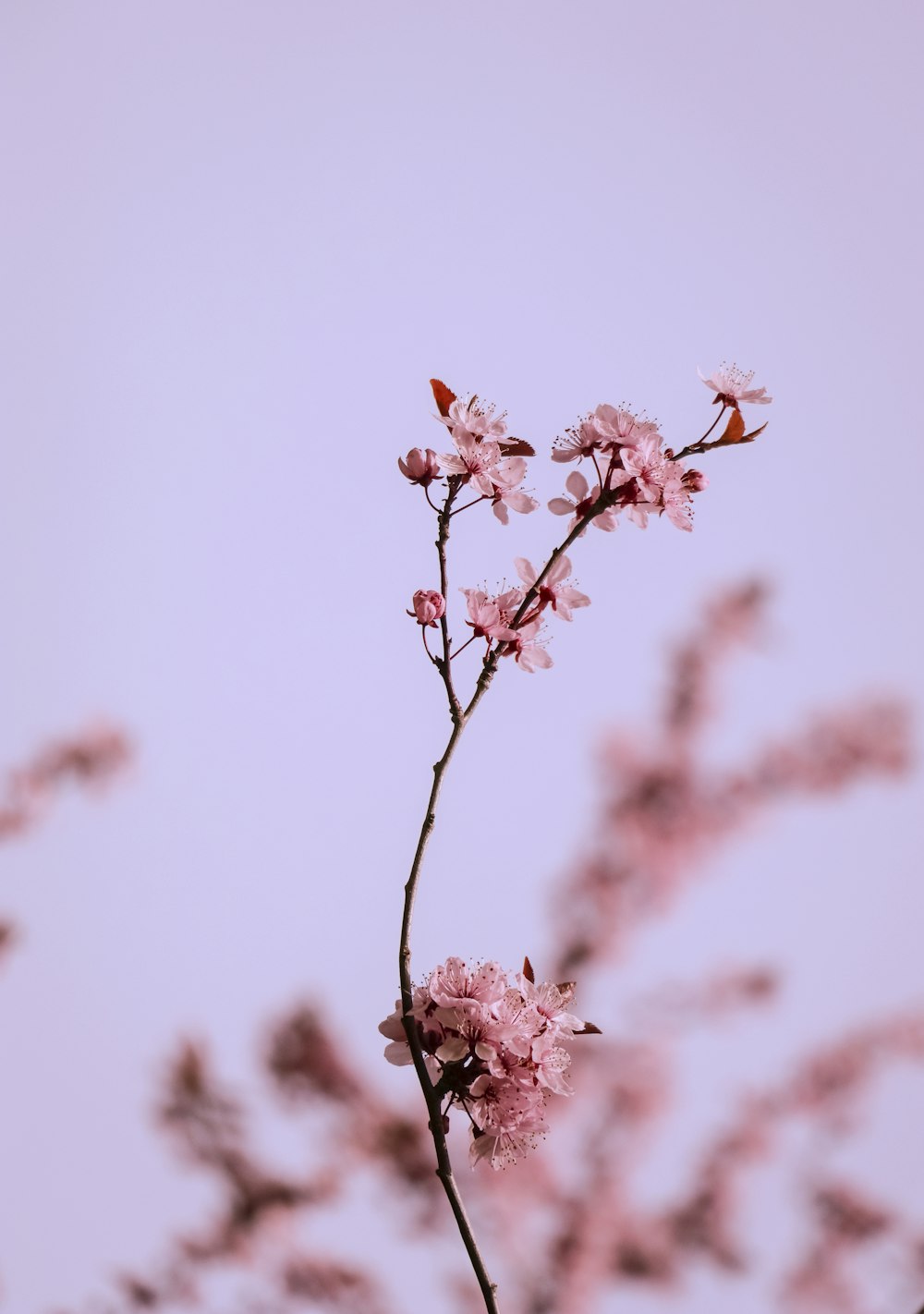 pink petaled flowers