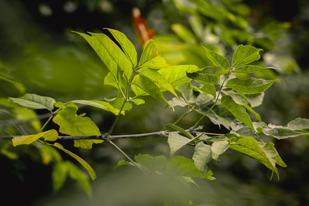 Fotografía de enfoque selectivo de árboles de hojas verdes