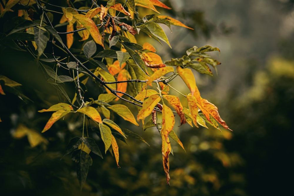 selective focus photography of green trees