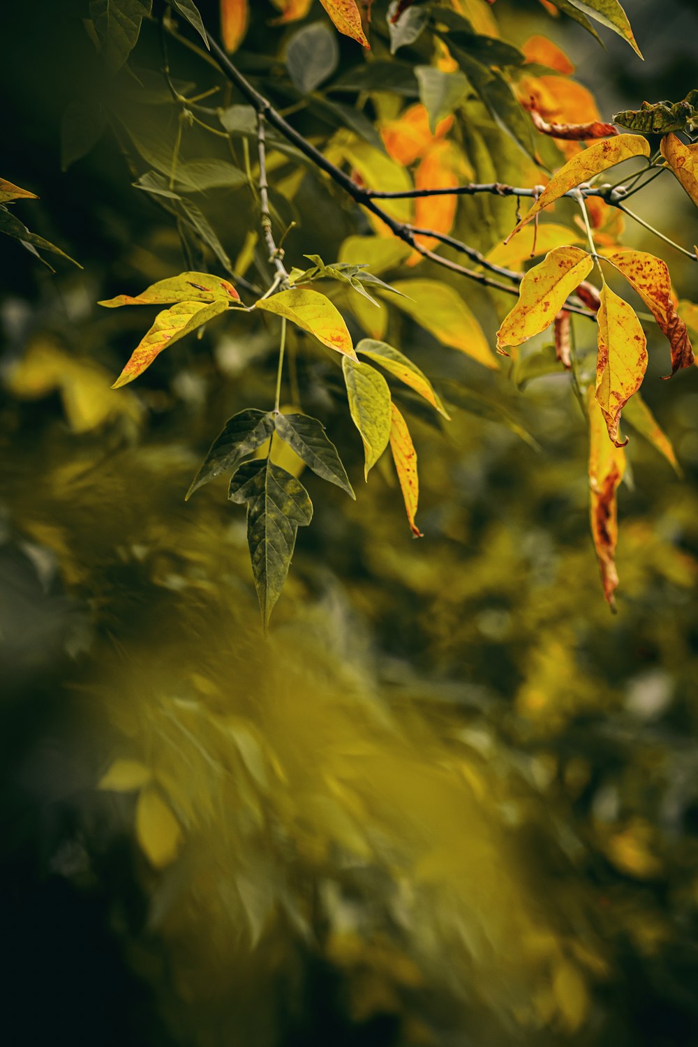 green leafed plant