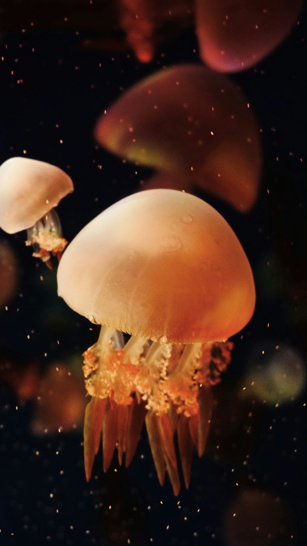 underwater photography of brown jellyfish