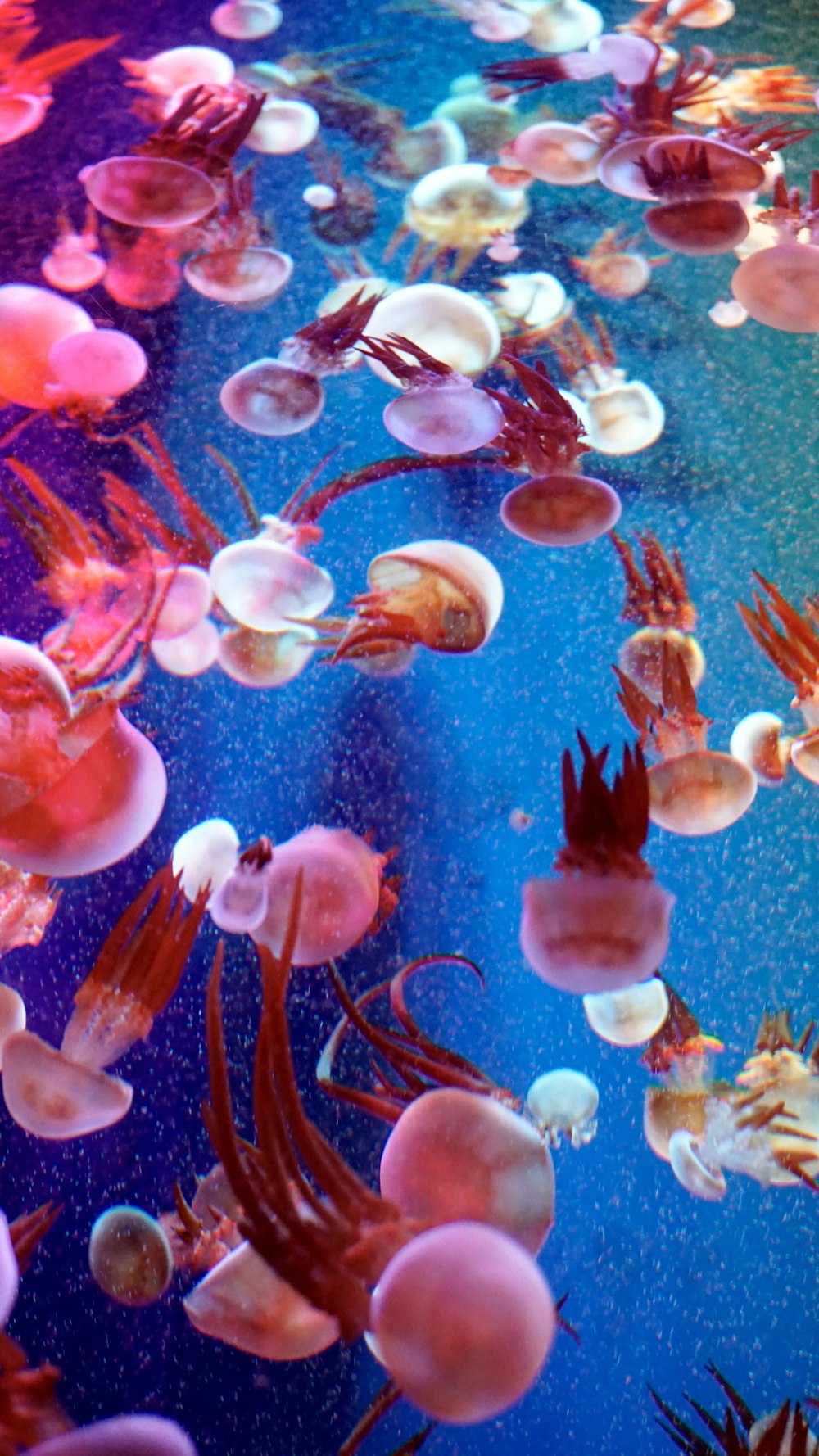 underwater photography of pink and white jellyfishes
