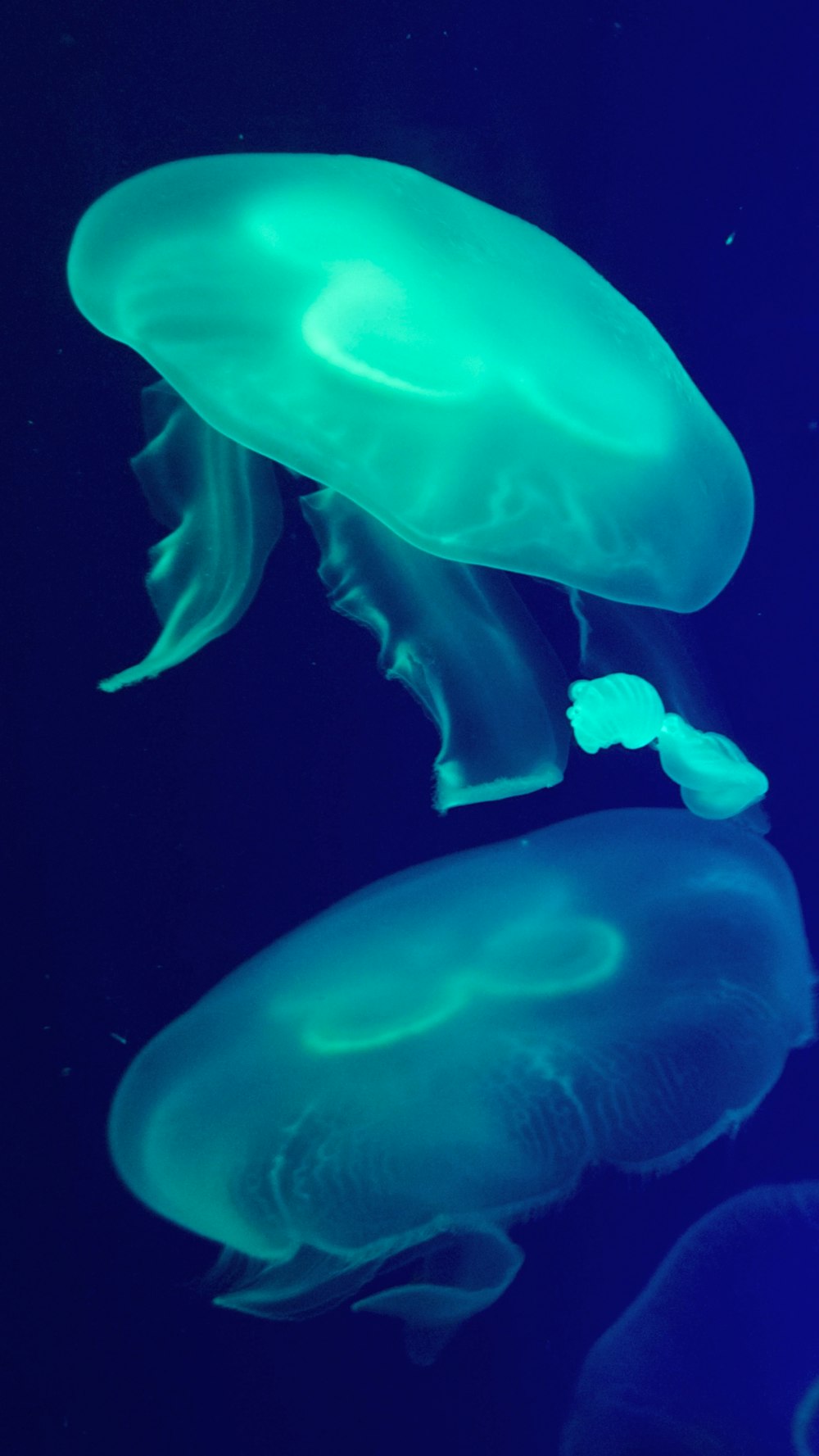 green jellyfish