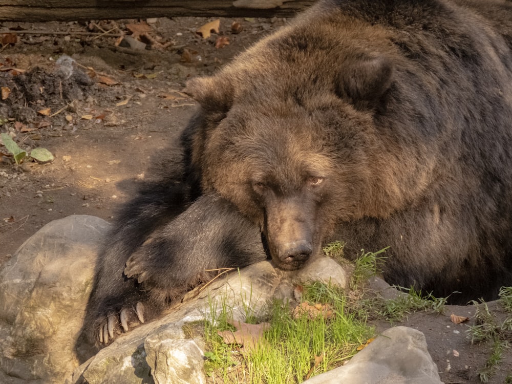 brown bear lying besides gray rocks