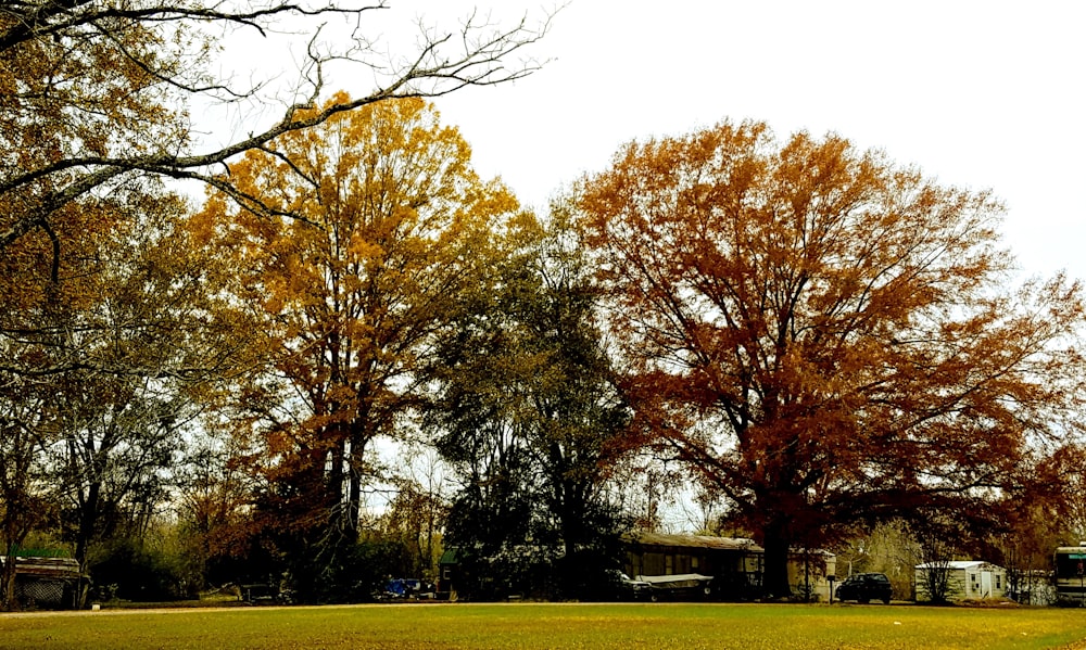 green trees during daytime