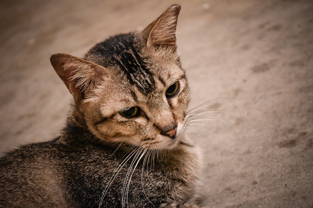 shallow focus photo of brown cat