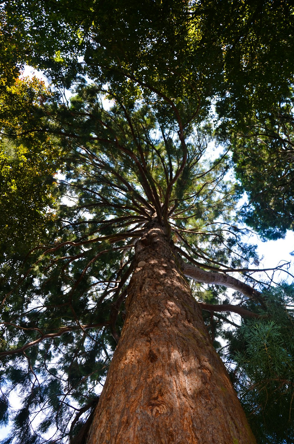 낮 동안 푸른 나무의 로우 앵글 사진