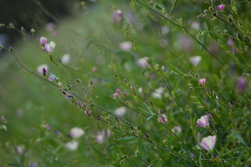 white and purple flowers