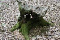 An ancient-style wooden horn lying on moss-covered rocks in a forest.