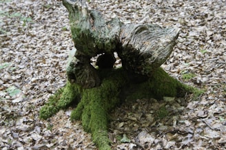 An ancient-style wooden horn lying on moss-covered rocks in a forest.