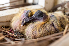 focus photography of bird on nest