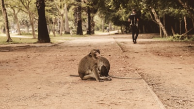 A monkey sits on a dirt path in a park, surrounded by trees. The path is lined with greenery and stretches into the distance. A person walks away in the background, creating a sense of depth in the scene.