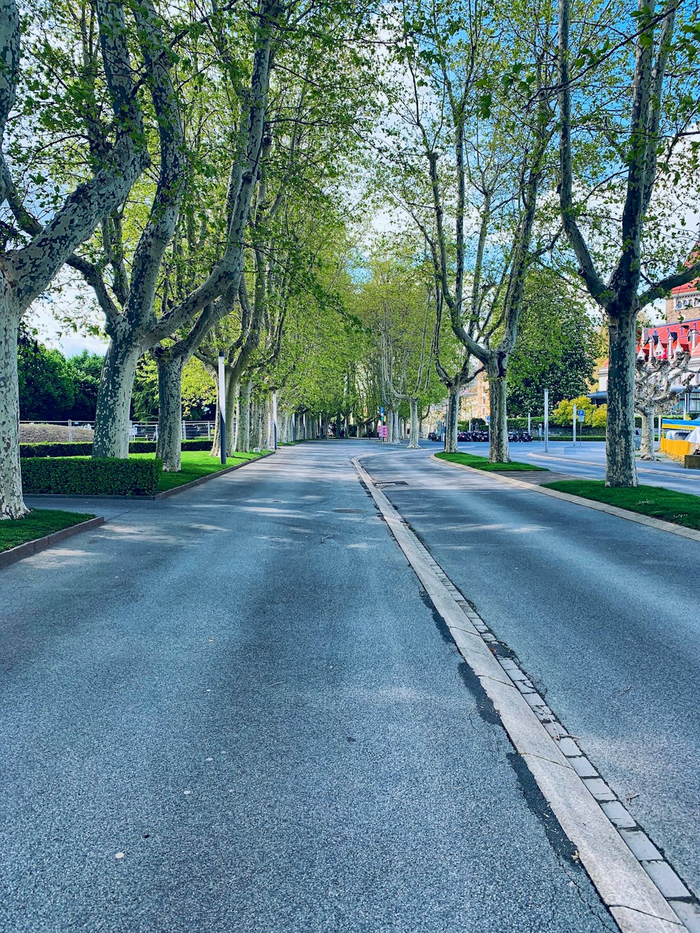 concrete road between trees at daytime