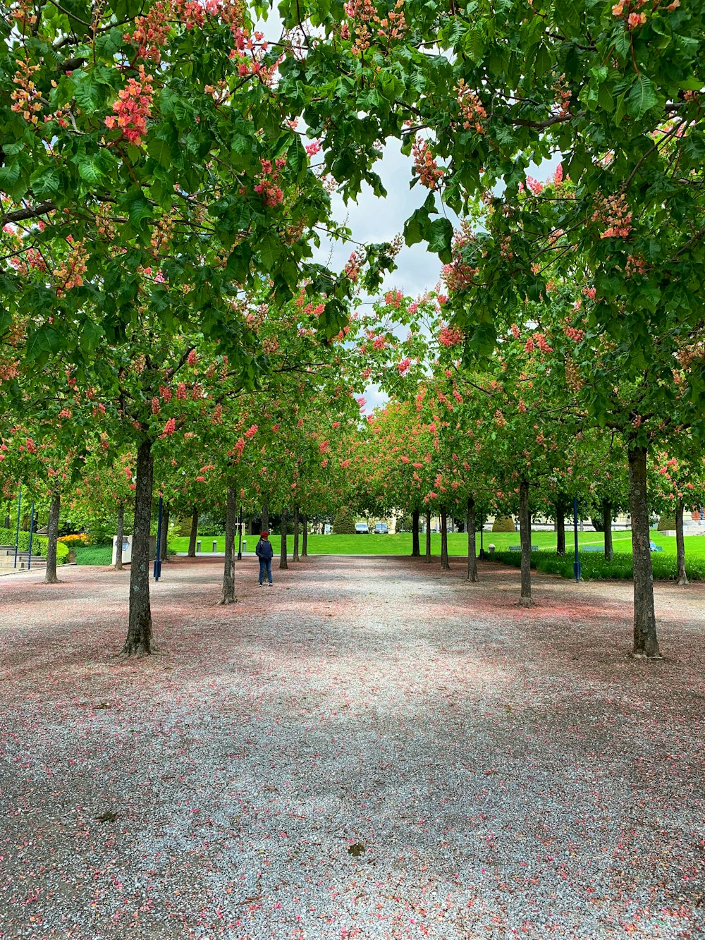 trees in park