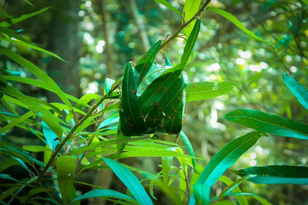 green plants