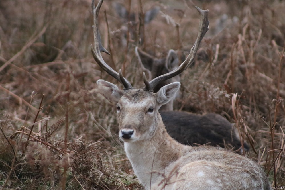 brown deer laying on ground