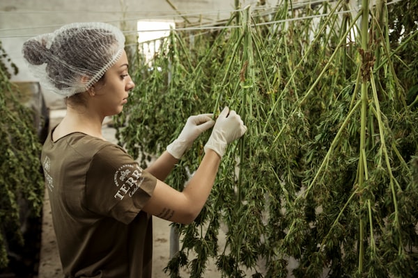 Canadian cannabis giant & Israeli medical cannabis producer want to grow together