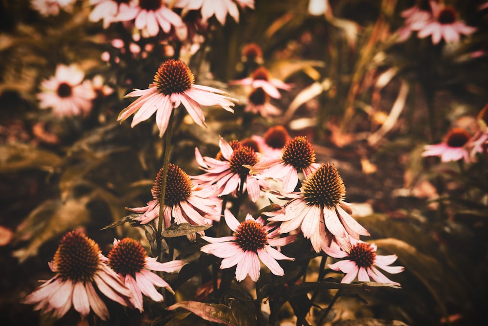 white petaled flower