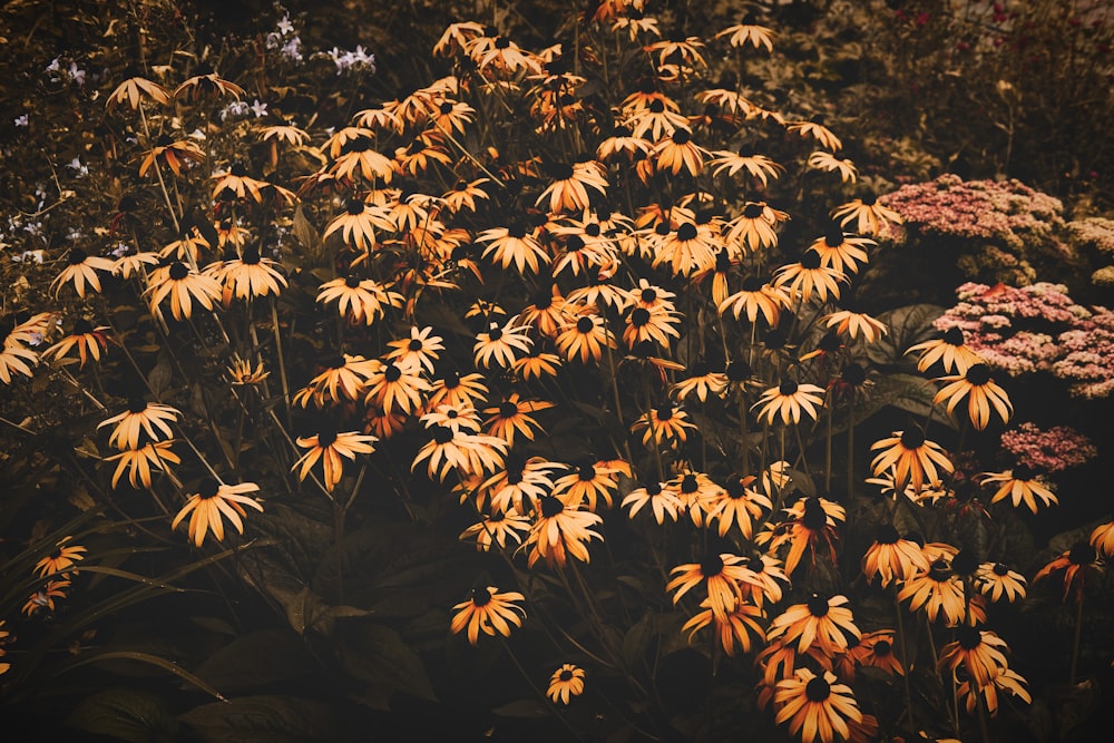 a bunch of yellow flowers in a garden