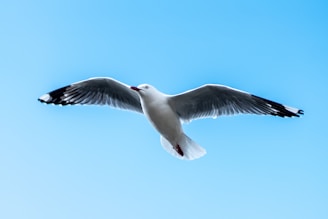 white bird