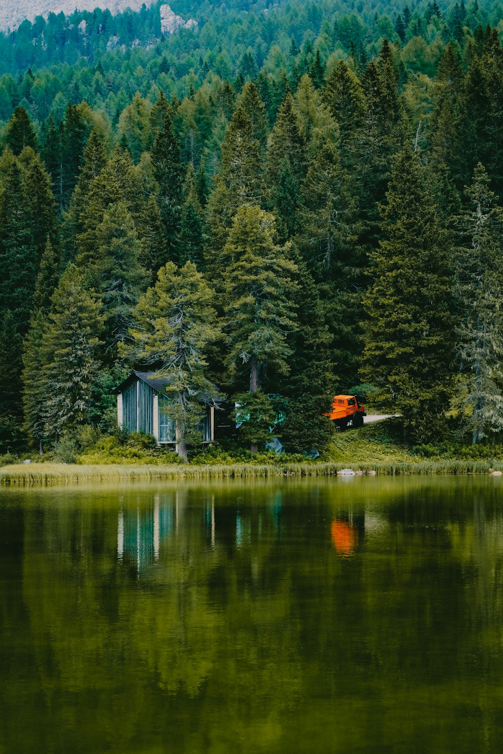 body of water near pine trees at daytime