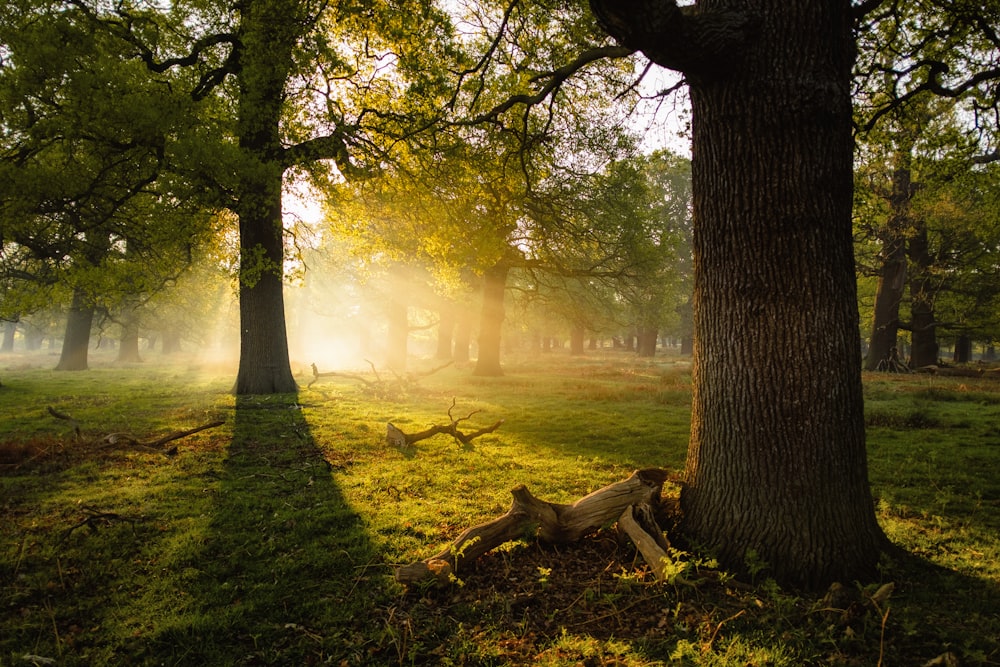 photo of trees