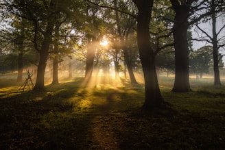 field of green trees