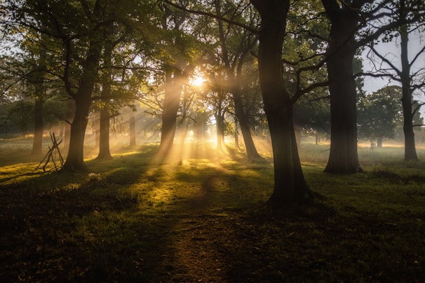 field of green trees