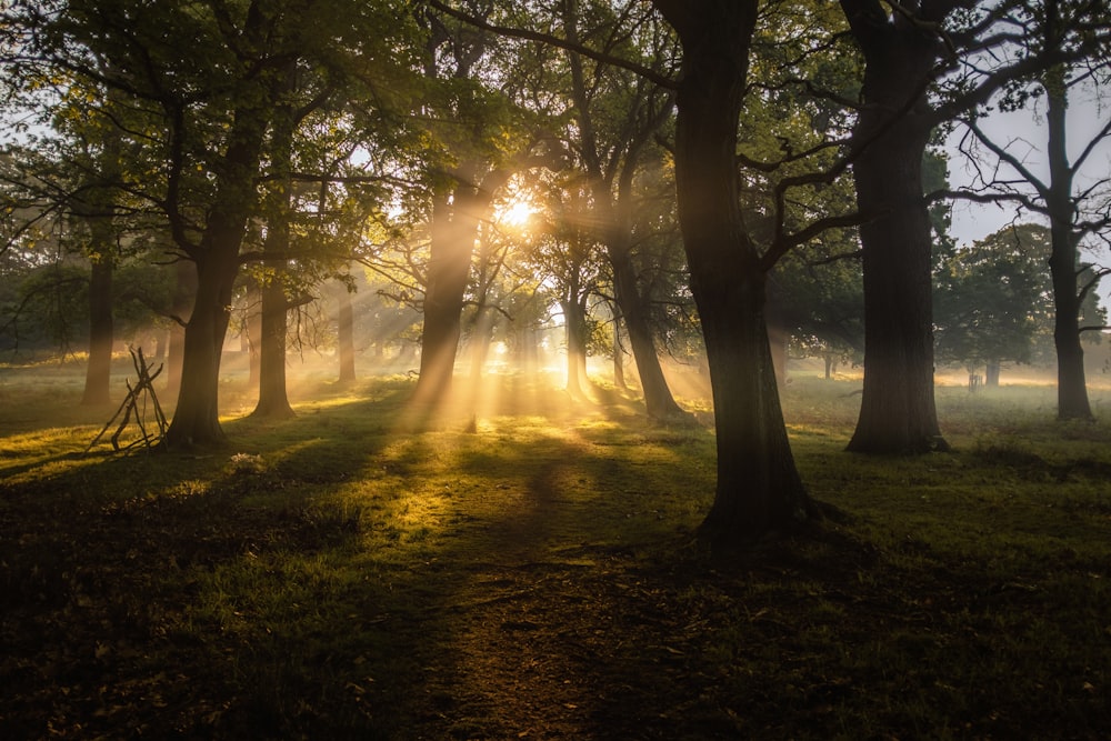 Champ d’arbres verts