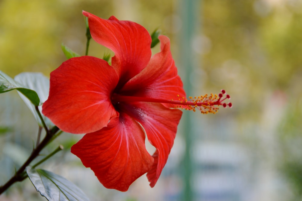 red flower with green leaves