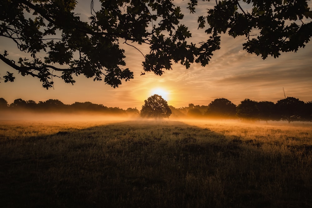 green field during golden hour