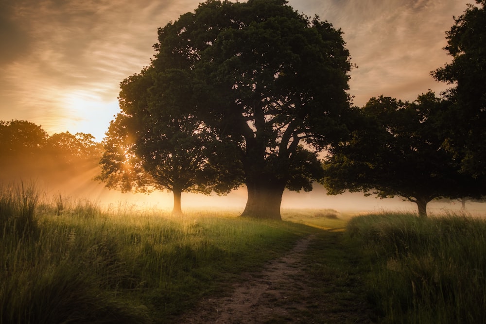 trees near pathway