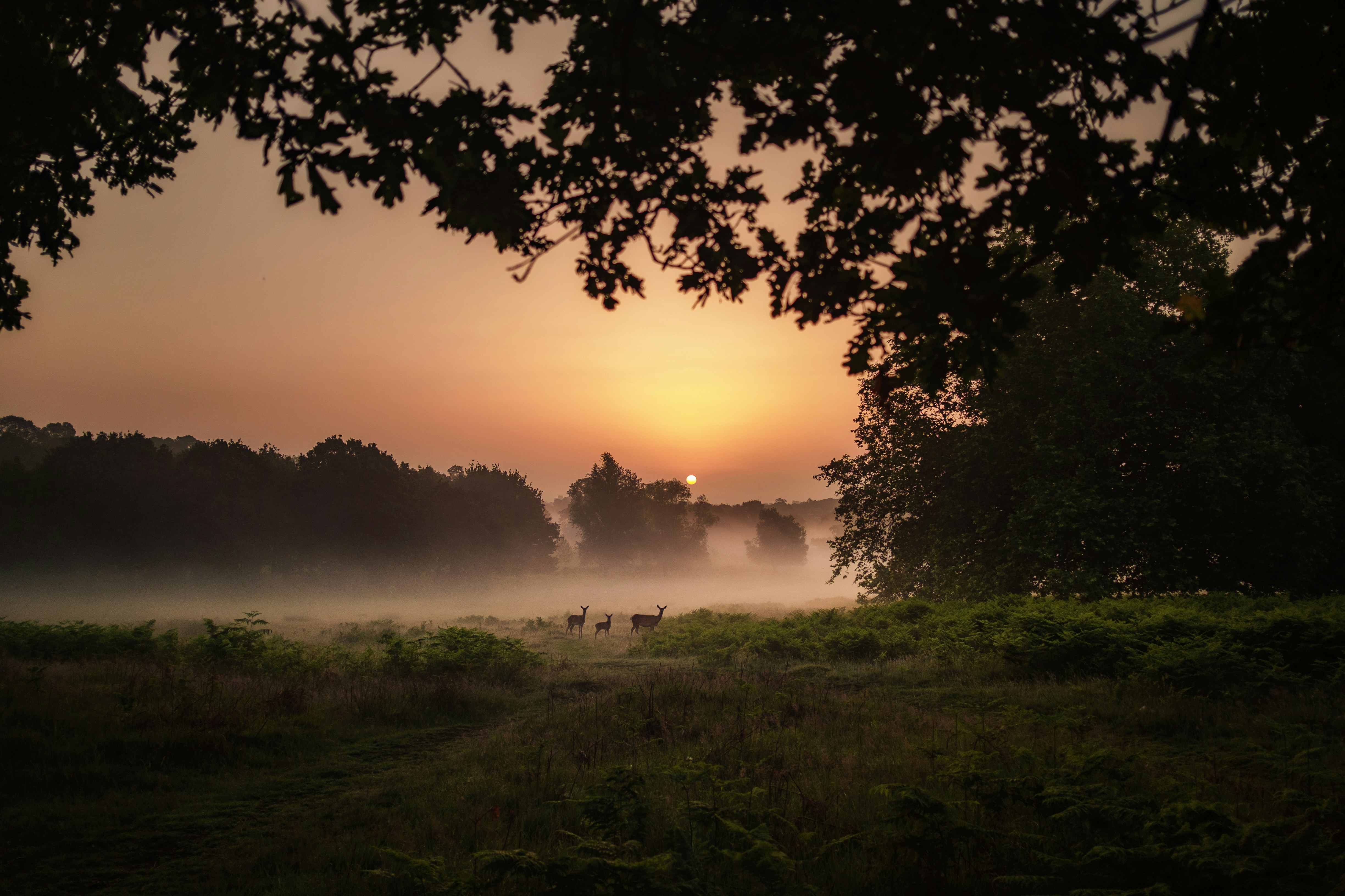 A family of deer cool off in the mist of a hot summer's morning.