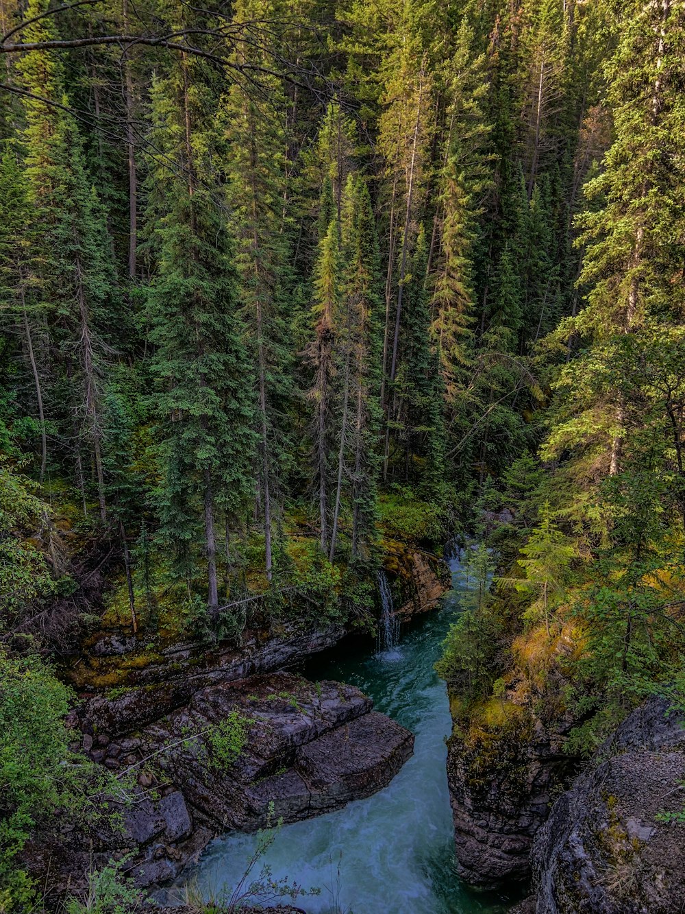 body of water between trees